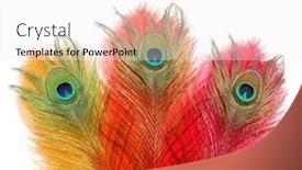  Presentation with peacock - PPT layouts having peacock-feathers-peacock-india background and a white colored foreground