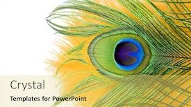 Presentation with peacock - Audience pleasing slide deck consisting of peacock-feathers-peacock-india backdrop and a yellow colored foreground