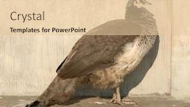  Presentation with peacock - Colorful PPT theme enhanced with peacock female standing near the stone wall in full sunlight backdrop and a lemonade colored foreground