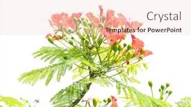  Presentation with peacock - Presentation theme enhanced with peacock-flowers-on-tree background and a lemonade colored foreground