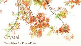  Presentation with peacock - Colorful slide set enhanced with peacock-flowers-on-tree backdrop and a cream colored foreground