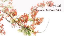  Presentation with peacock - Slide set featuring peacock-flowers-on-tree background and a lemonade colored foreground