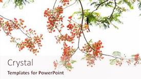  Presentation with peacock - Cool new slide deck with peacock-flowers-on-tree backdrop and a sky blue colored foreground