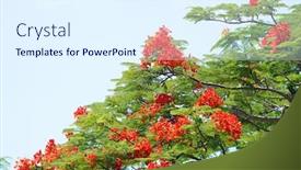  Presentation with peacock - Audience pleasing presentation theme consisting of peacock-flowers-on-tree backdrop and a sky blue colored foreground