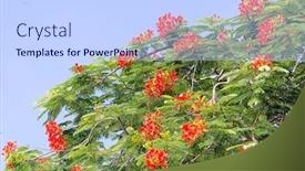  Presentation with peacock - Amazing slide set having peacock-flowers-on-tree backdrop and a light blue colored foreground