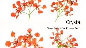  Presentation with peacock - Slides consisting of peacock flowers background and a cream colored foreground