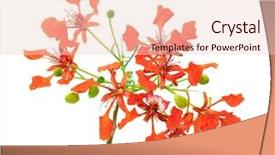  Presentation with peacock - Beautiful PPT layouts featuring peacock flowers backdrop and a lemonade colored foreground