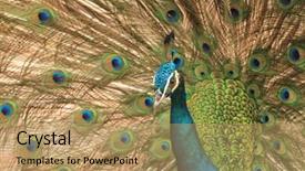  Presentation with peacock - Slide set with peacock male courtship display background and a coral colored foreground