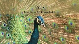  Presentation with peacock - Slide set enhanced with peacock male courtship display background and a coral colored foreground