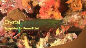  Presentation with peacock - Beautiful slides featuring peacock mantis shrimp backdrop and a  colored foreground