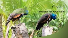  Presentation with peacock - 