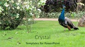  Presentation with peacock - 