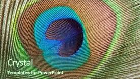  Presentation with peacock feather - Cool new PPT theme with peacock plume close up backdrop and a tawny brown colored foreground