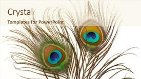  Presentation with peacock feather - PPT layouts having peacock plume close up background and a cream colored foreground