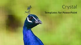  Presentation with peacock - Audience pleasing PPT layouts consisting of peacock-portrait-macro-shot backdrop and a yellow colored foreground