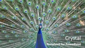 Presentation with peacock - Presentation having peacock-portrait-with-open-tail background and a gray colored foreground