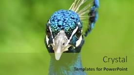  Presentation with peacock - 