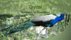  Presentation with condolence india - Cool new PPT layouts with dried shima hokke fish backdrop and a red colored foreground