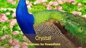  Presentation with peacock - Slides enhanced with peacock walking between daisy flowers background and a tawny brown colored foreground