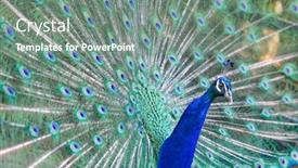 Presentation with peacock feather - Cool new theme with peacock-with-open-feather-macro backdrop and a gray colored foreground