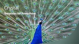  Presentation with peacock feather - PPT layouts enhanced with peacock-with-open-feather-macro background and a gray colored foreground