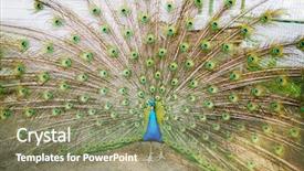  Presentation with peacock - PPT theme having iridescent blue green turquoise feather - peacock with the spread tail background and a violet colored foreground