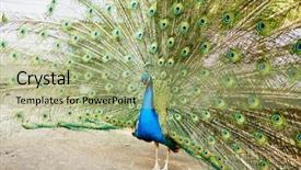  Presentation with peacock - Colorful slide set enhanced with iridescent blue green turquoise feather - peacock with the spread tail backdrop and a mint green colored foreground