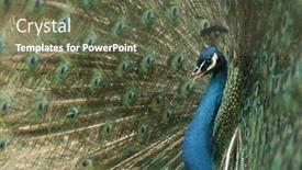  Presentation with peacock - Amazing slide deck having peacock backdrop and a tawny brown colored foreground