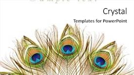  Presentation with peacock - Presentation consisting of peacock background and a cream colored foreground