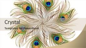  Presentation with peacock feather - Beautiful slide deck featuring peacock backdrop and a coral colored foreground