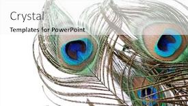  Presentation with peacock - Beautiful slides featuring peacock backdrop and a white colored foreground