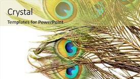  Presentation with peacock feather - Amazing theme having peacock backdrop and a yellow colored foreground