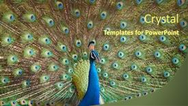  Presentation with peacock - Amazing presentation design having peacock backdrop and a tawny brown colored foreground