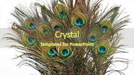  Presentation with peacock - Cool new slides with peacock backdrop and a tawny brown colored foreground