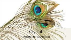  Presentation with peacock - Colorful PPT layouts enhanced with peacock backdrop and a lemonade colored foreground