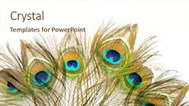  Presentation with peacock feather - PPT layouts consisting of peacock background and a cream colored foreground