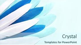  Presentation with carnival - Presentation having peafowl - blue feathers carnival colored goose background and a cool aqua colored foreground