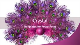  Presentation with peacock - Beautiful presentation featuring peafowl - peacock feathers carnival peacock's tail backdrop and a violet colored foreground