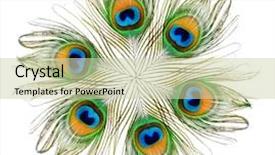  Presentation with peacock - Presentation with peafowl - peacock feathers carnival background and a soft green colored foreground