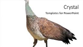  Presentation with peacock - Cool new slides with mushroom cheese and herb omelet recipe spoon mushroom and cheese mix over one half of the omelette stuffed omelette on a plate fork knife wooden table backdrop and a coral colored foreground