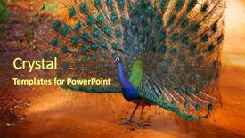  Presentation with rural road - Amazing PPT theme having peafowl - peacock standing on the rural backdrop and a tawny brown colored foreground