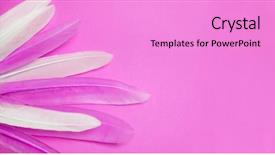  Presentation with pink color velvet textile - Theme having peafowl - pink and white feathers carnival background and a lilac colored foreground