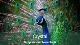  Presentation with peacock - PPT layouts enhanced with peafowl - portrait of beautiful peacock background and a ocean colored foreground