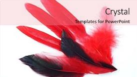  Presentation with carnival - PPT theme with peafowl - red feathers on white background background and a coral colored foreground