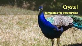  Presentation with peacock the indian peafowl - Slide set with peafowl beautiful peacock with colorful background and a  colored foreground