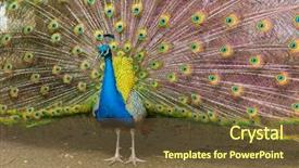  Presentation with indian feathers - PPT layouts with peafowl peacock in full display background and a tawny brown colored foreground