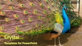  Presentation with indian feathers - Audience pleasing PPT layouts consisting of peafowl peacock in full display backdrop and a tawny brown colored foreground