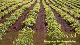  Presentation with peanut - Colorful PPT layouts enhanced with peanut crop australia backdrop and a tawny brown colored foreground