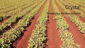  Presentation with crop - Beautiful PPT theme featuring peanut crop ready for harvesting backdrop and a yellow colored foreground