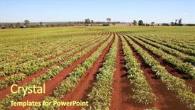  Presentation with peanut - Presentation theme enhanced with peanut field background and a tawny brown colored foreground